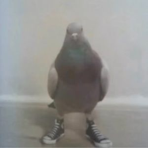 Meet your Posher, Roni